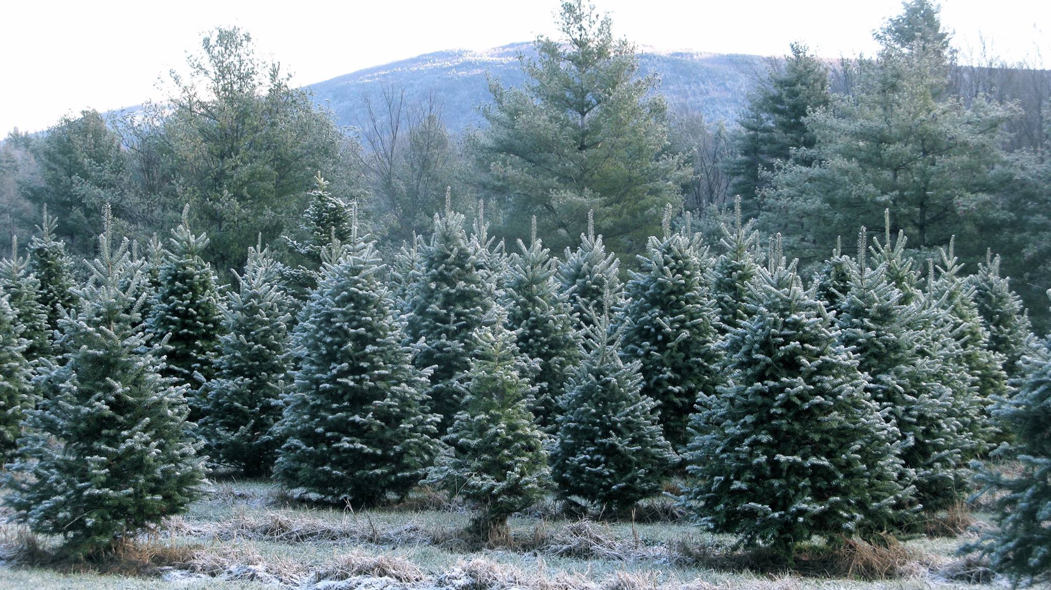 Christmas Tree Farm. Vermont. Werner Tree Farm