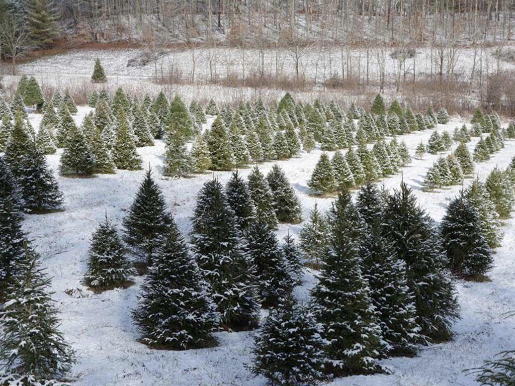 Where Christmas Trees Grow