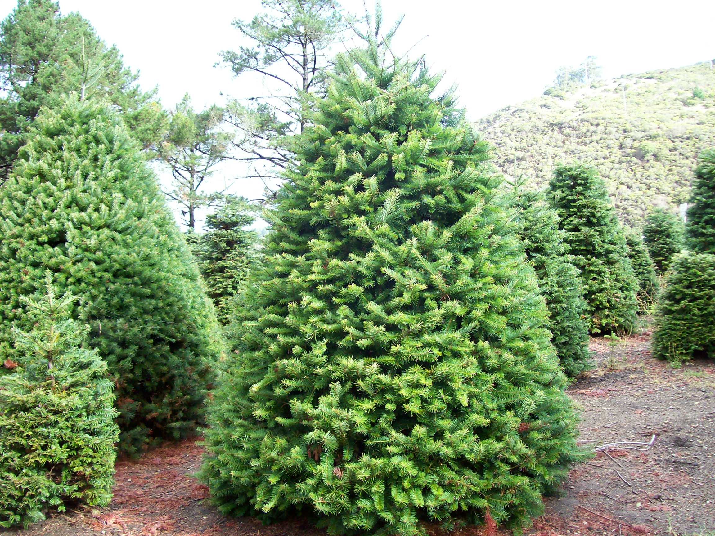 Helpful Tips for a Natural Christmas Tree