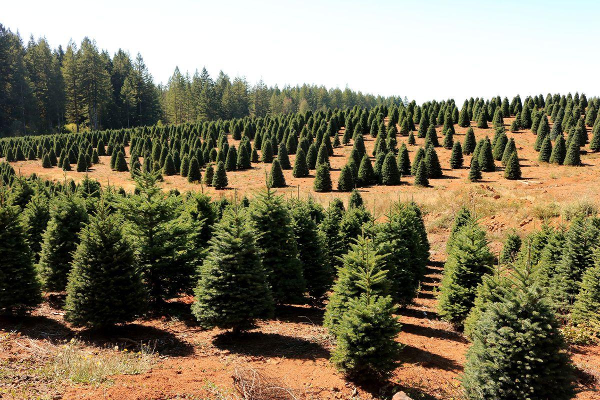 Millennials prefer real Christmas trees to their artificial