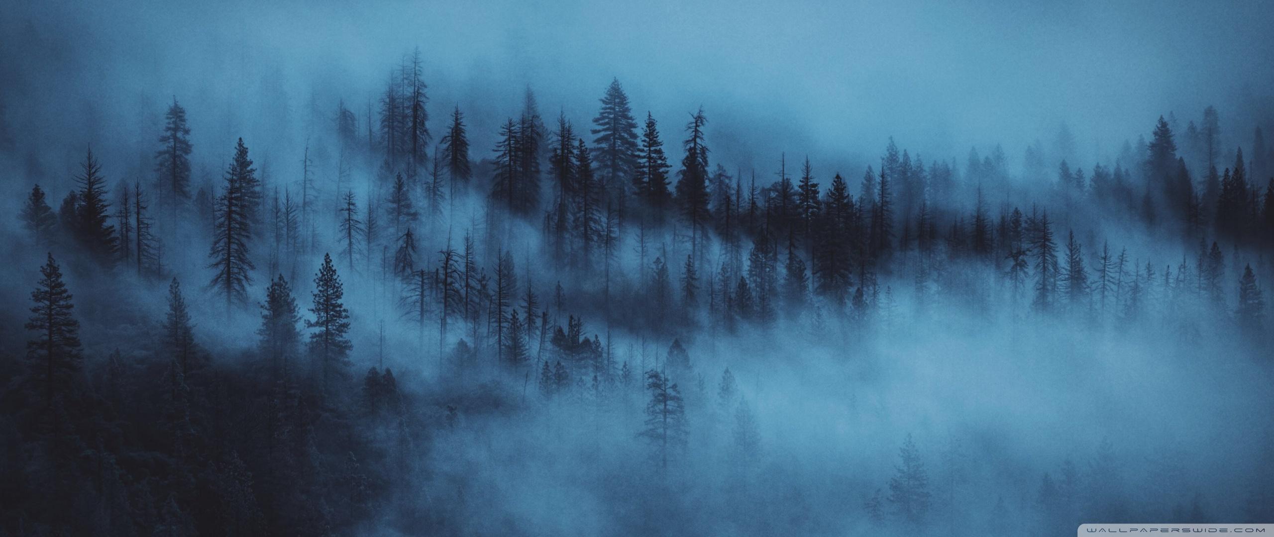 Dark Woods Aesthetic Ultra HD Desktop Background Wallpaper