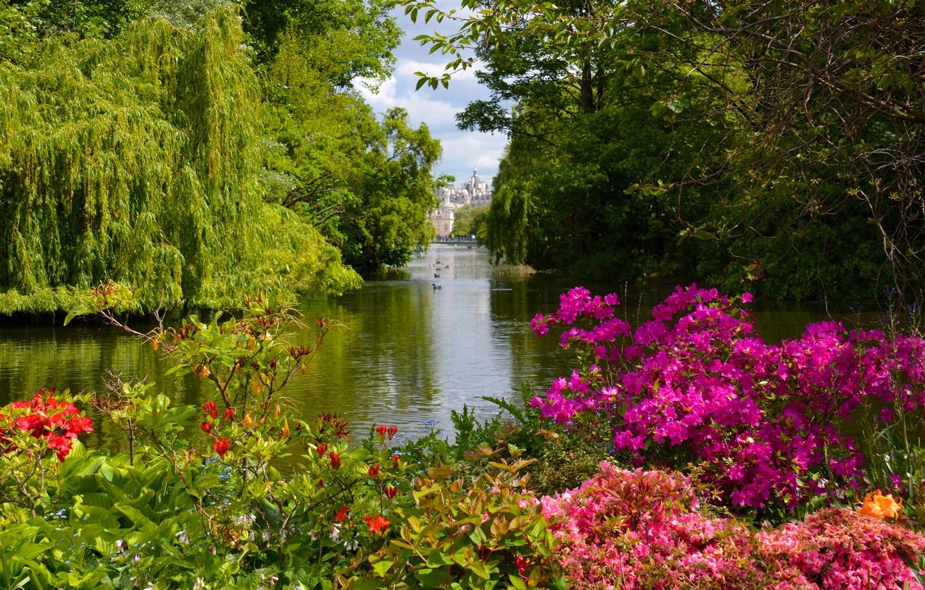 Wallpaper trees, lake, Park, England, London, the bushes
