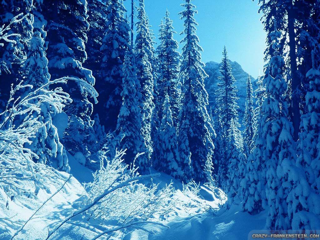Free download Wallpaper Afternoon winter nature wallpaper