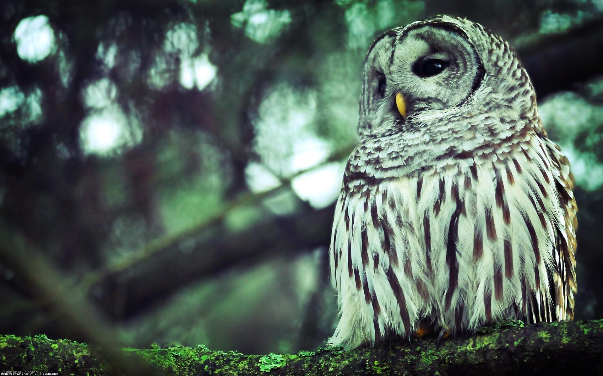 Beautiful White Owl Wallpaper, HD Wallpaper & background