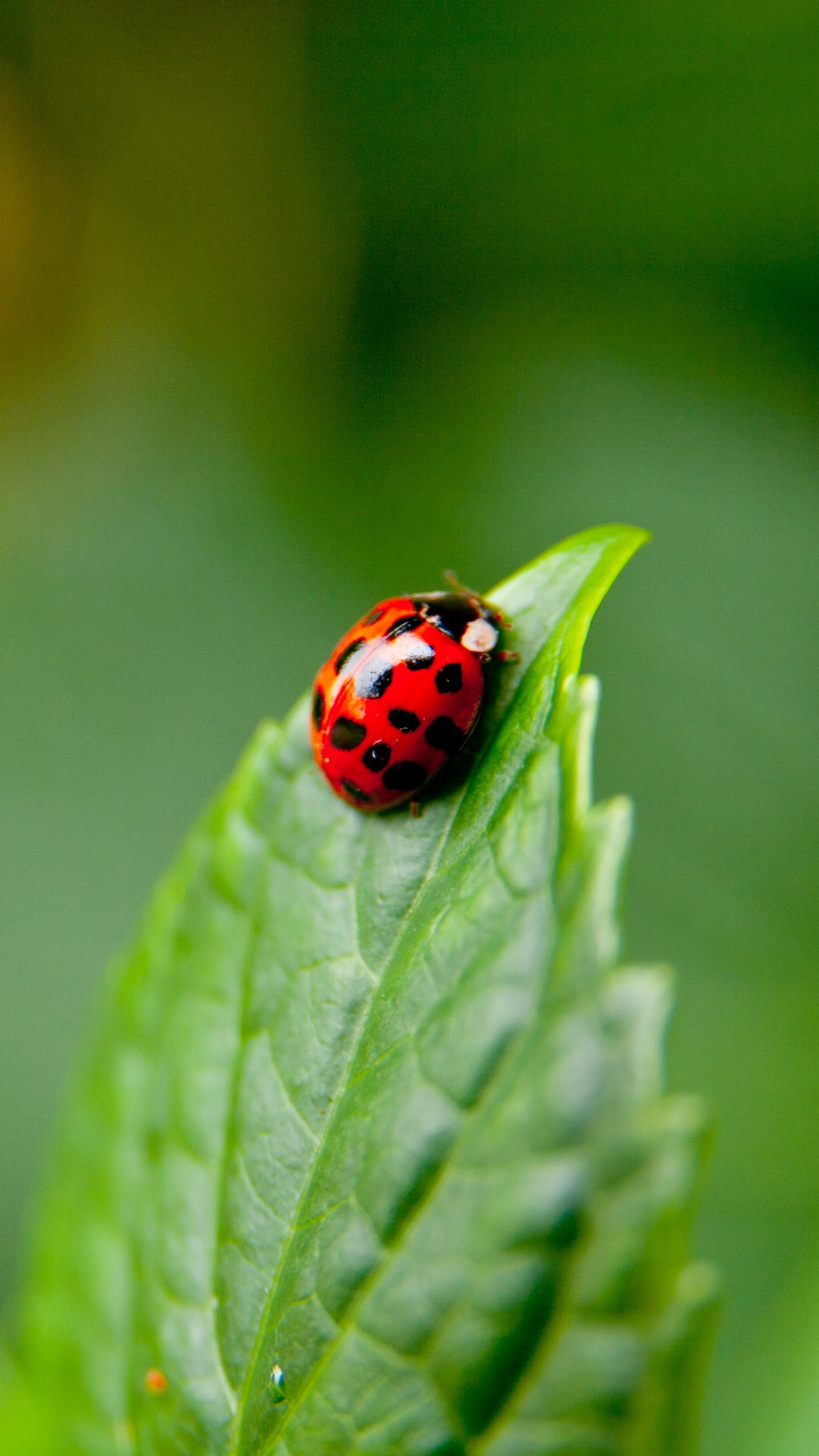 Animal Ladybug (1080x1920) Wallpaper