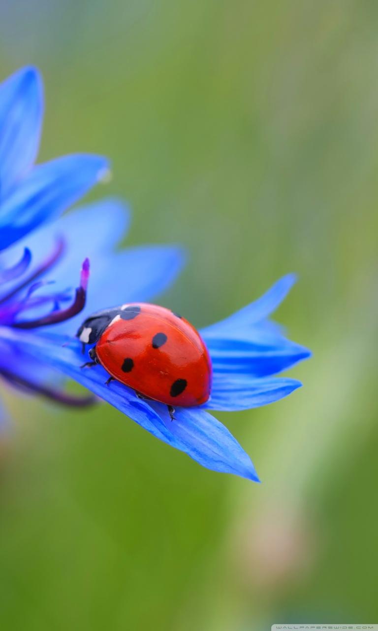 Ladybug On A Blue Cornflower Plant ❤ 4K HD Desktop