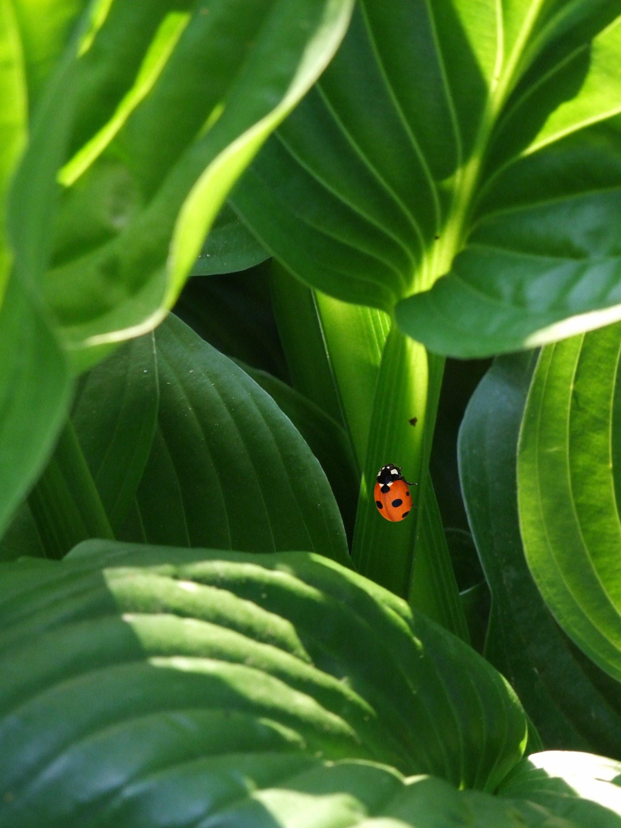 Ladybug on Leaves Wallpaper, Android & Desktop Background
