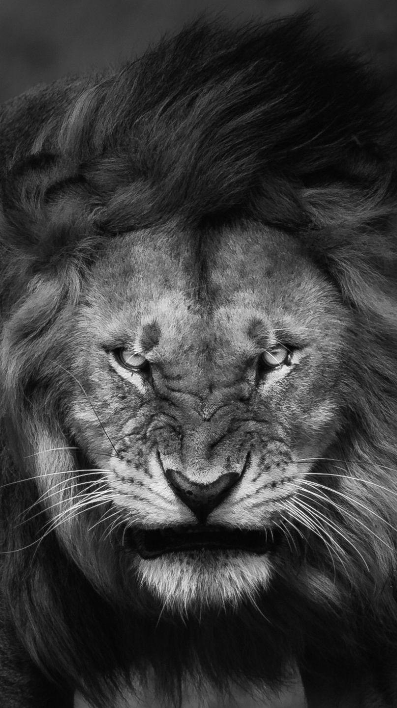 Angry Lion Face Wallpaper IPhone Wallpaper. Lion