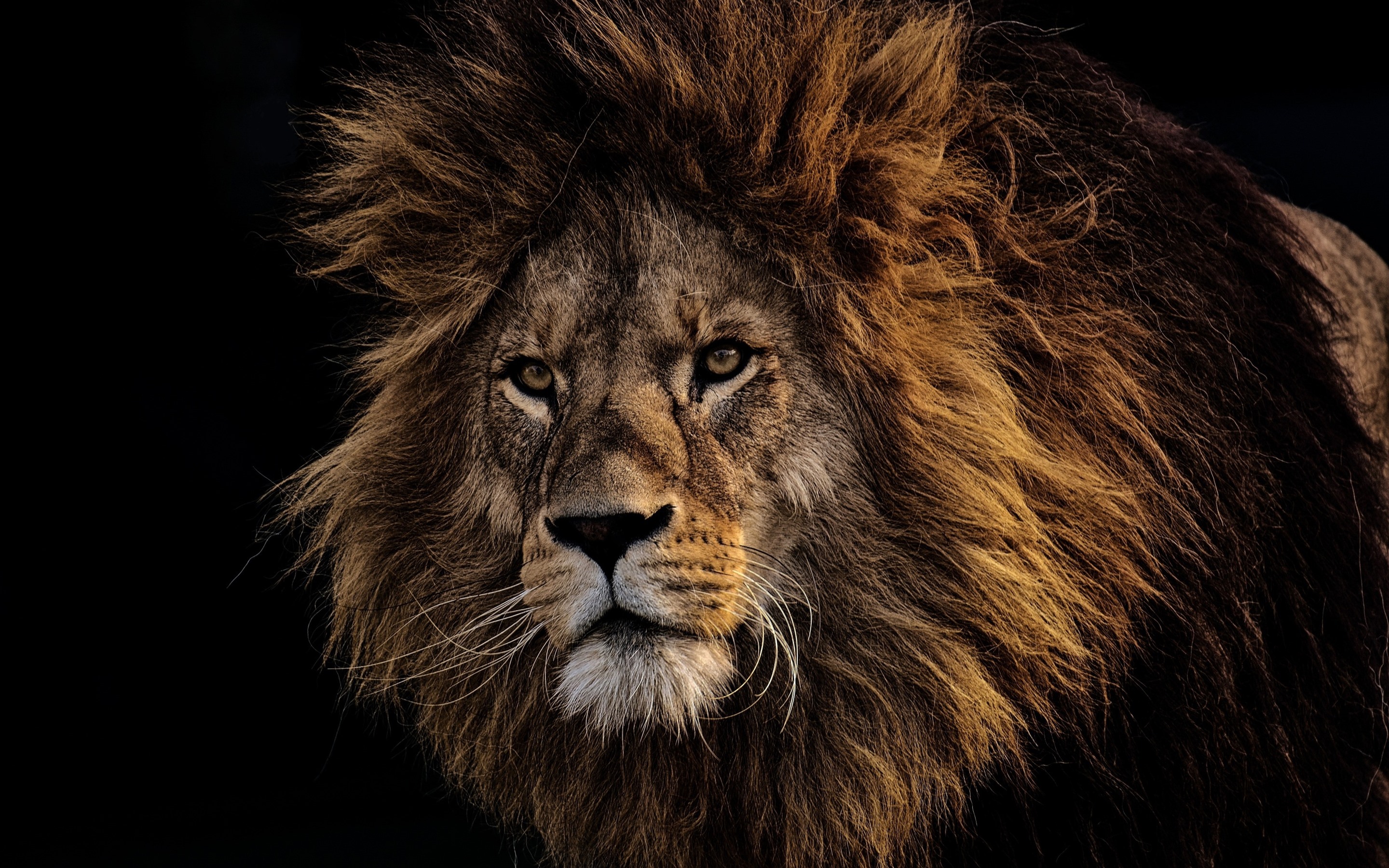 Wallpaper Lion, face, mane, black background 2880x1800 HD