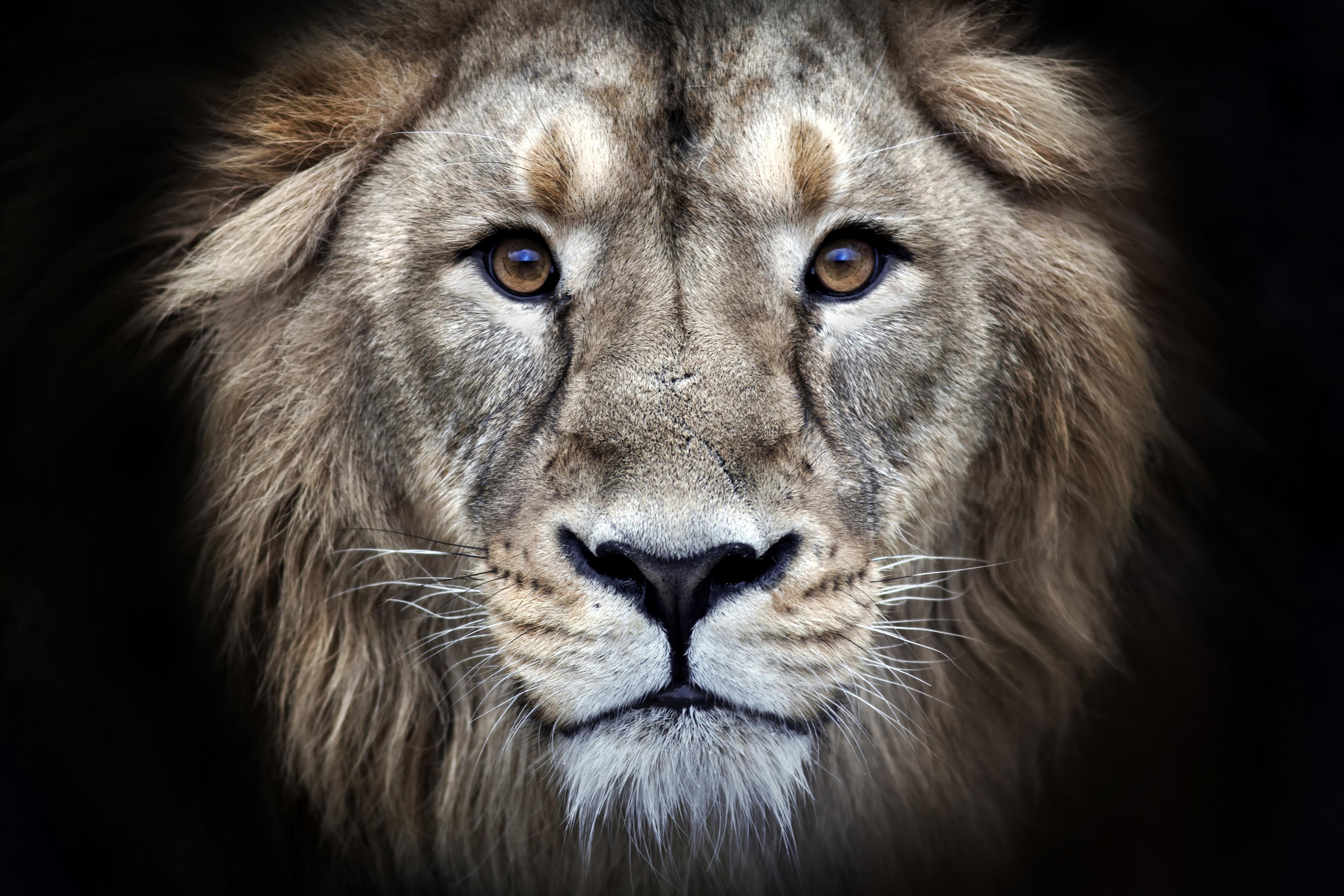 Lion Face Wallpapers - Wallpaper Cave