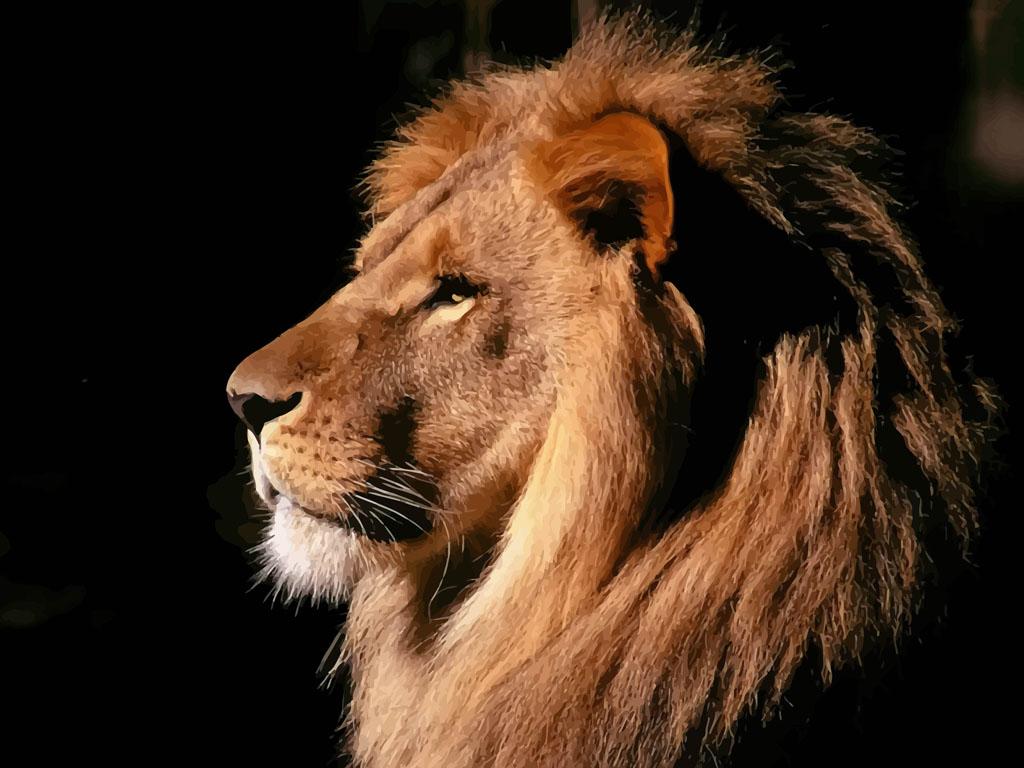 Free download Lion Head Wallpaper [1024x768]