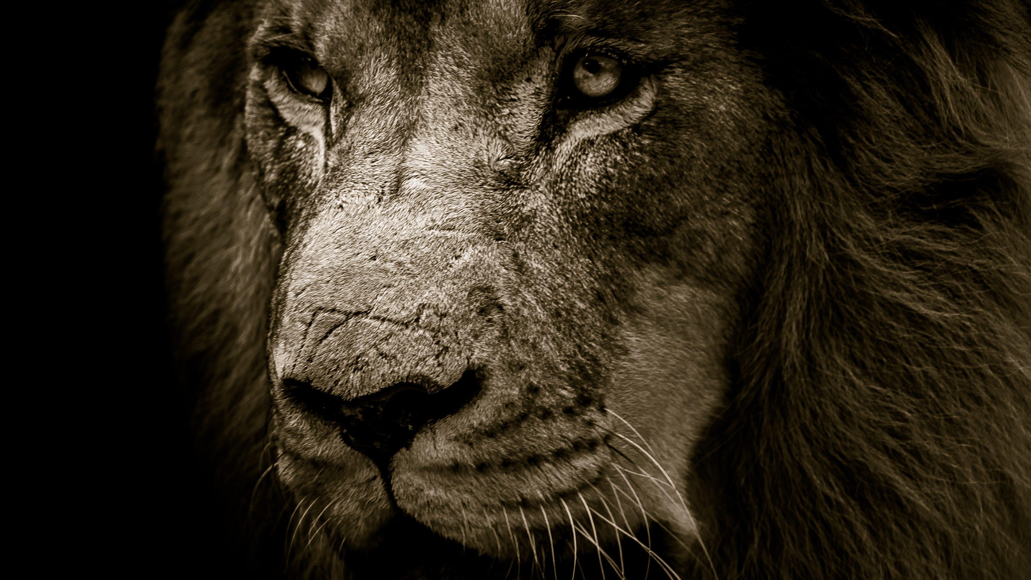African Lion Face 4K UHD Wallpaper