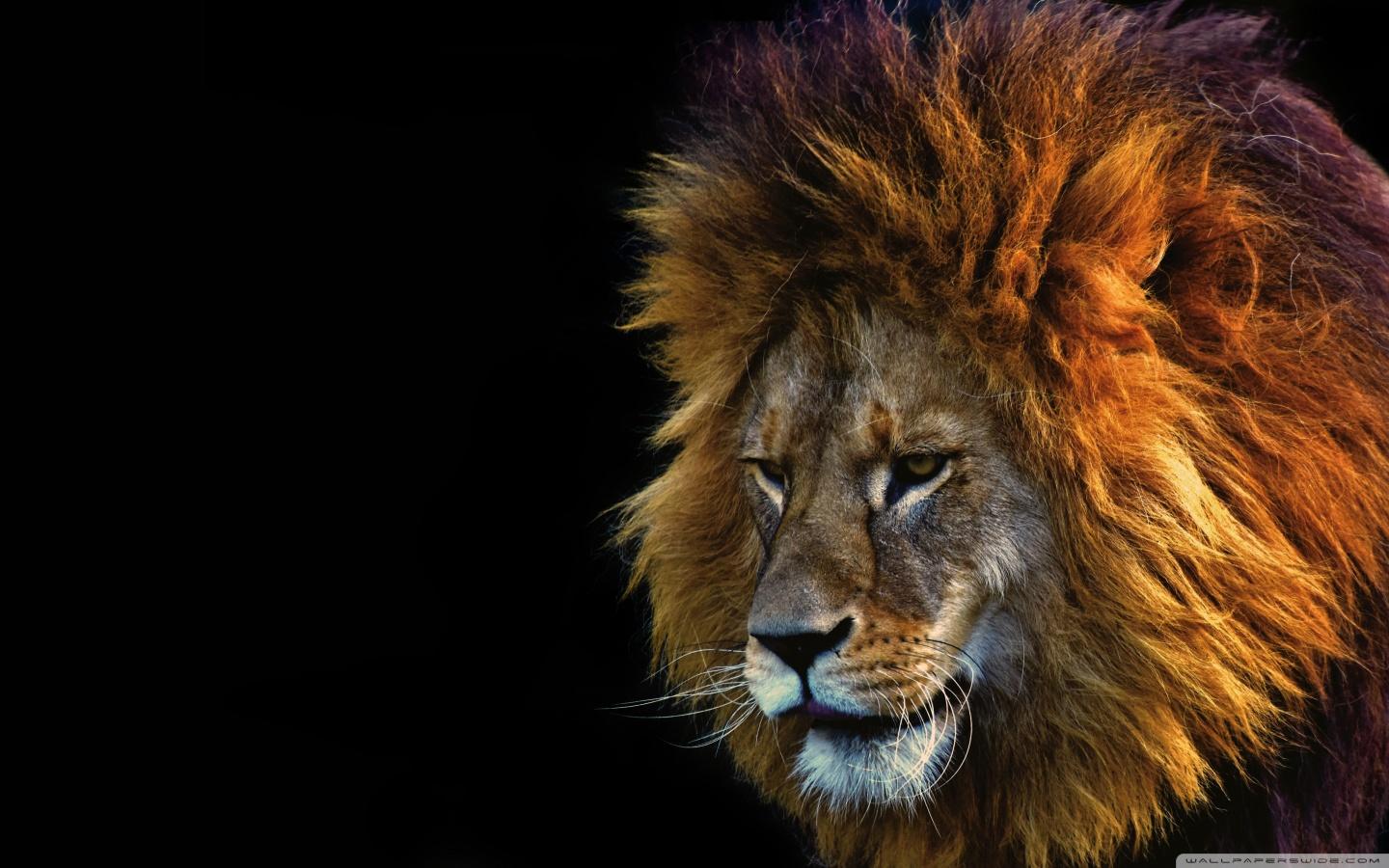 Lion Face Male Ultra HD Desktop Background Wallpaper
