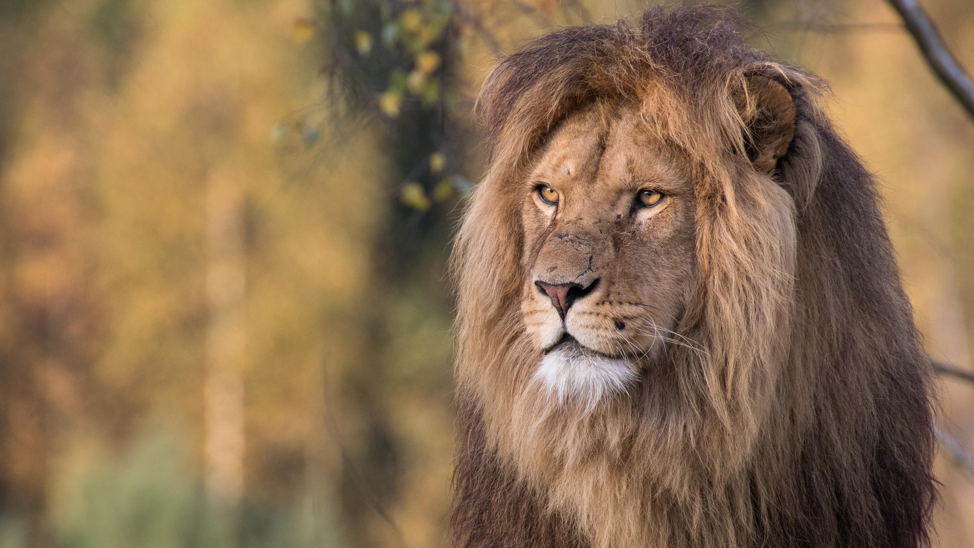 Wallpaper Lion, face, mane, wildlife 3840x2160 UHD 4K