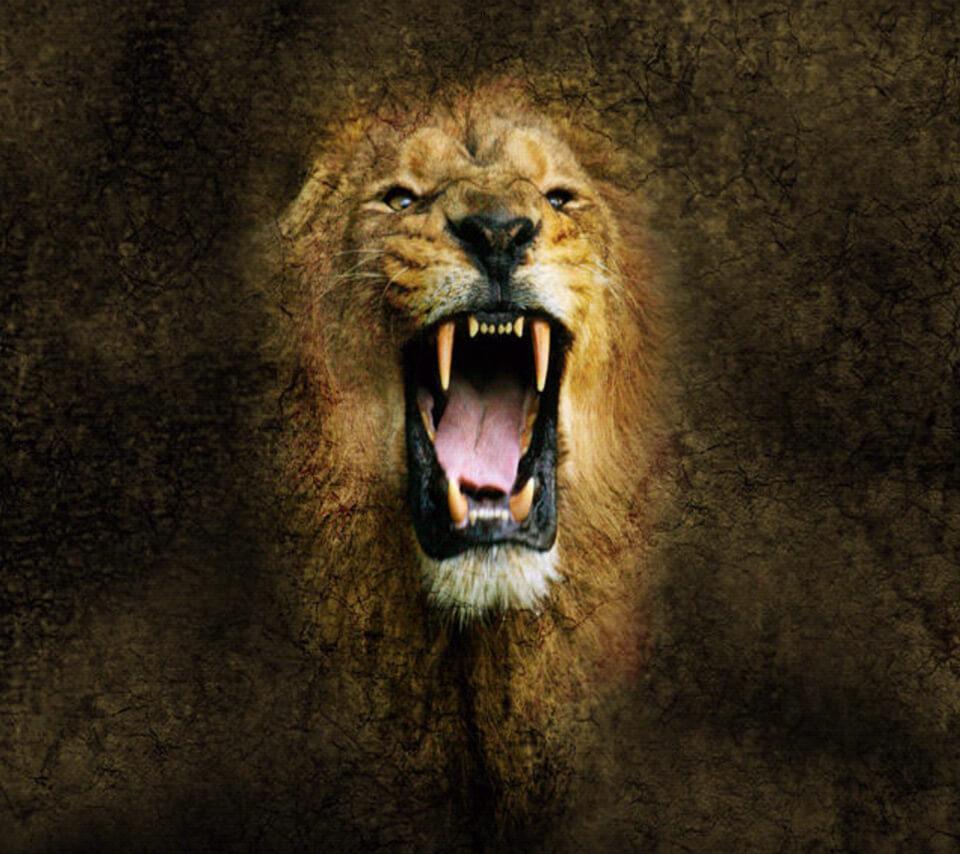 Angry Lion Wallpaper