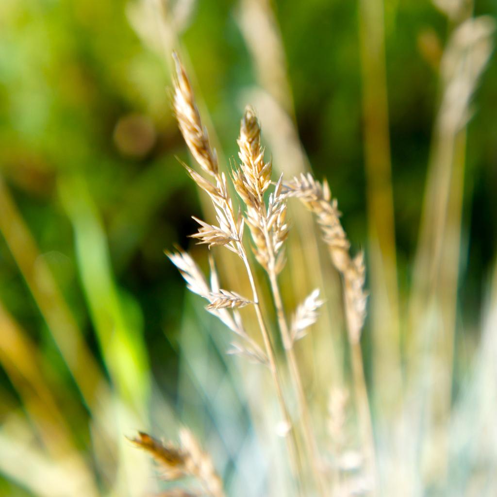 Green Field iPad wallpaper