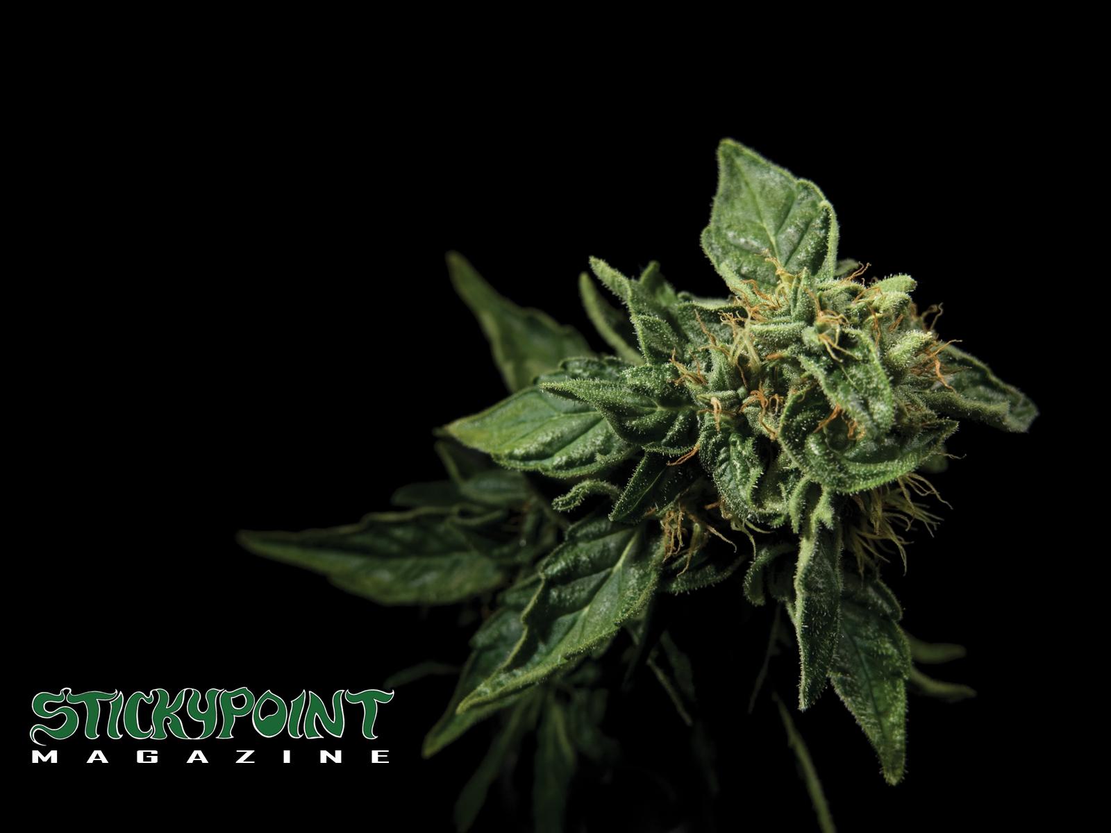 Marijuana Bud Wallpaper