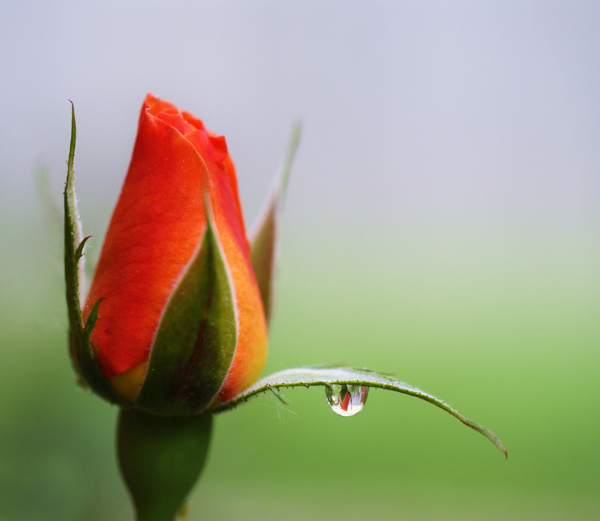 Desktop Wallpaper Rose Drops Flower Closeup Flower Bud