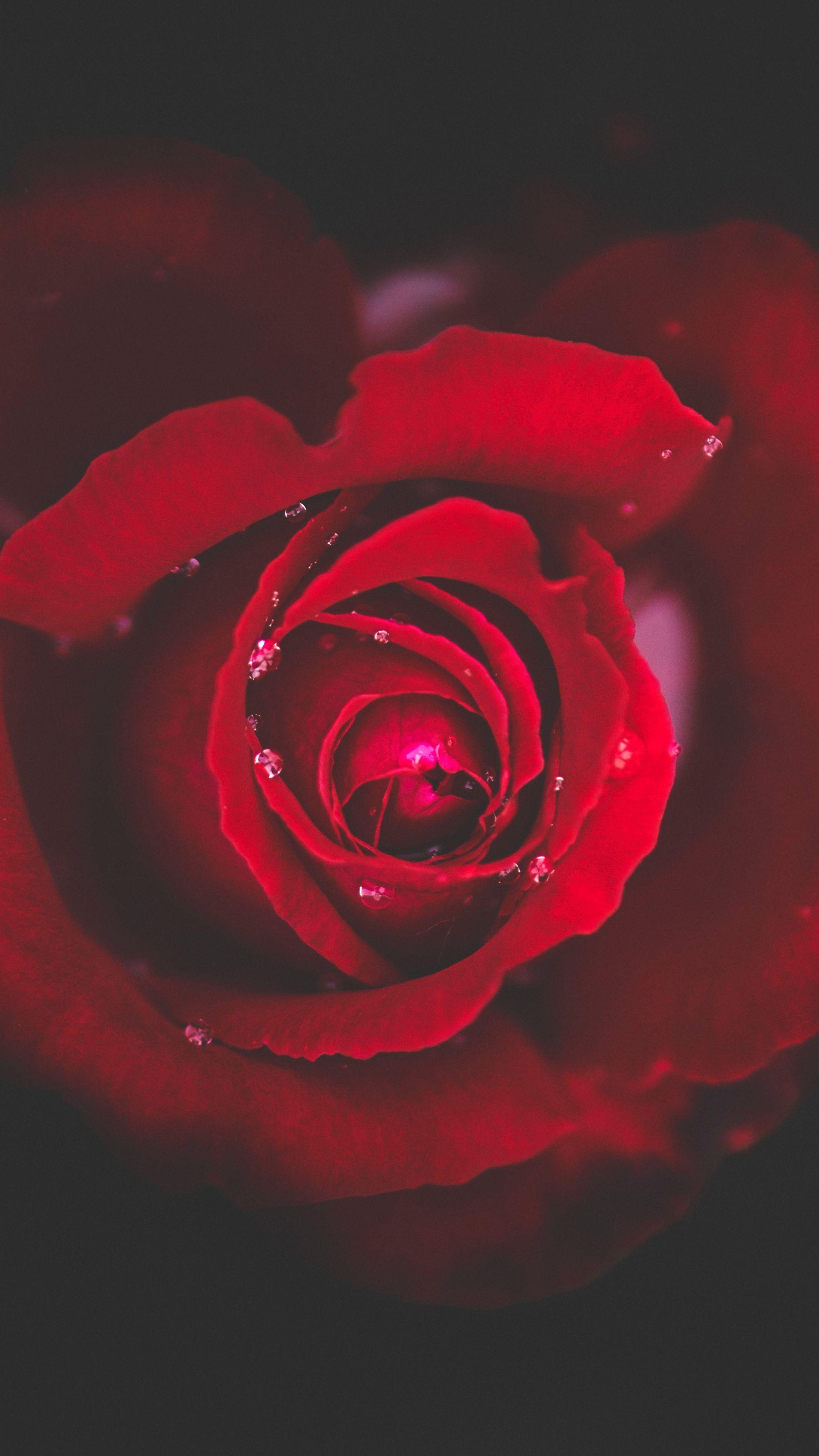 Download Wallpaper 2160x3840 Rose, Bud, Red, Drops, Close Up
