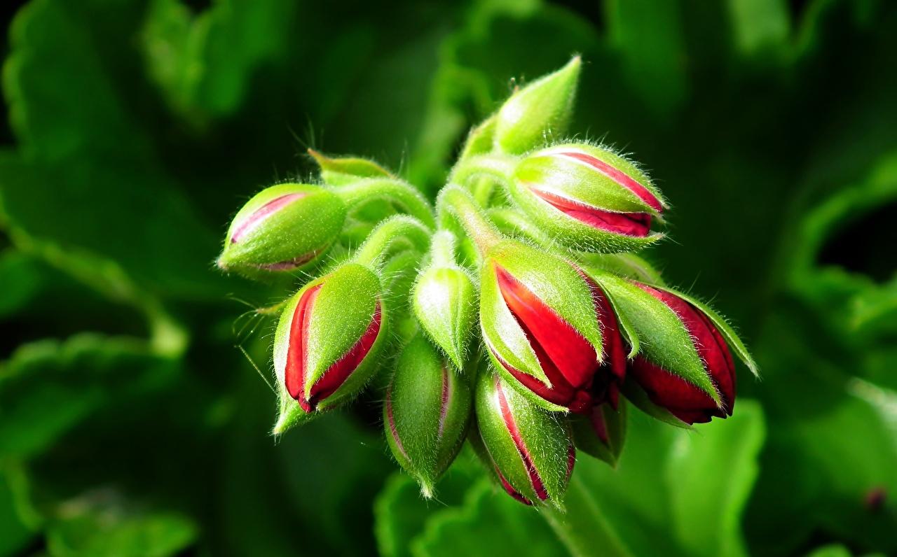 Desktop Wallpaper Flower Geranium Closeup Flower Bud