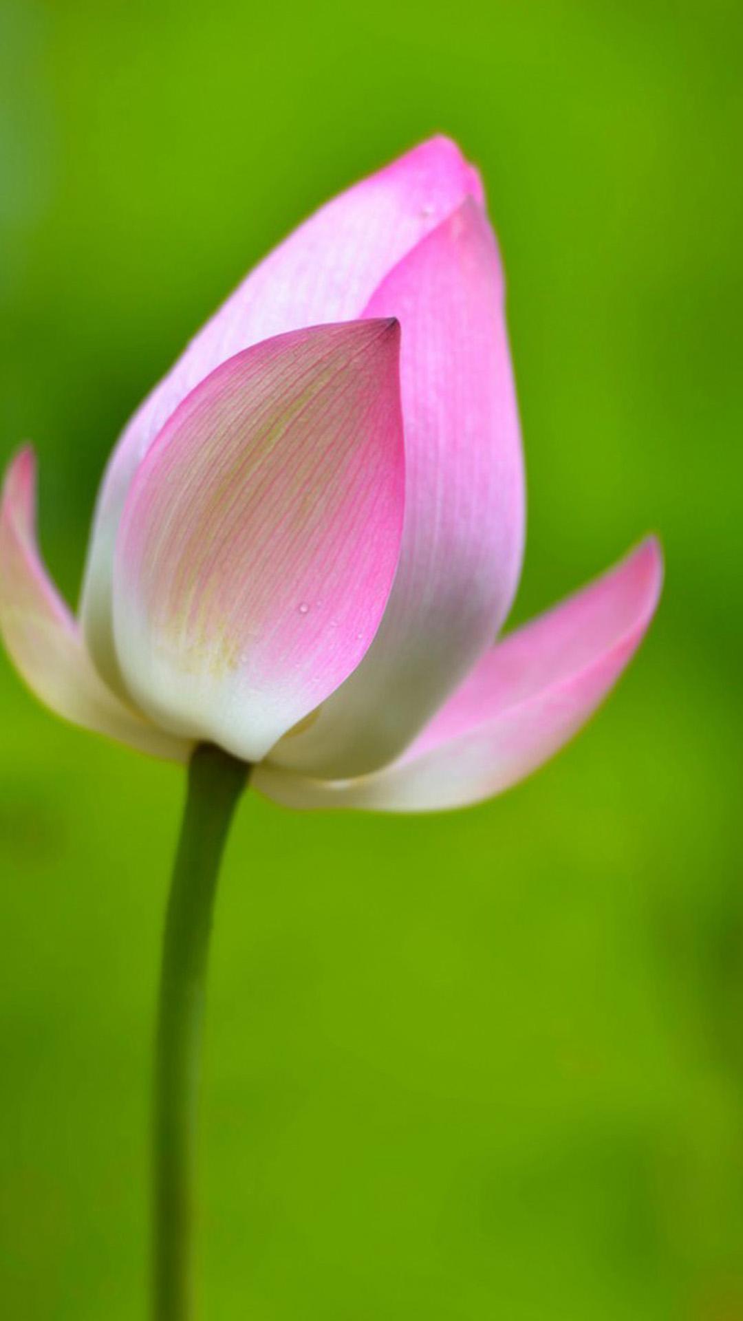 Lotus Bud Flower Macro iPhone 8 Wallpaper Free Download