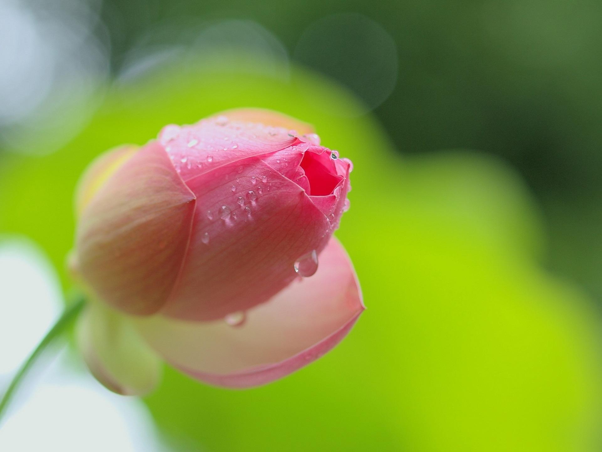 Wallpaper Pink Lotus Flower Bud Close Up, Dew 1920x1440 HD