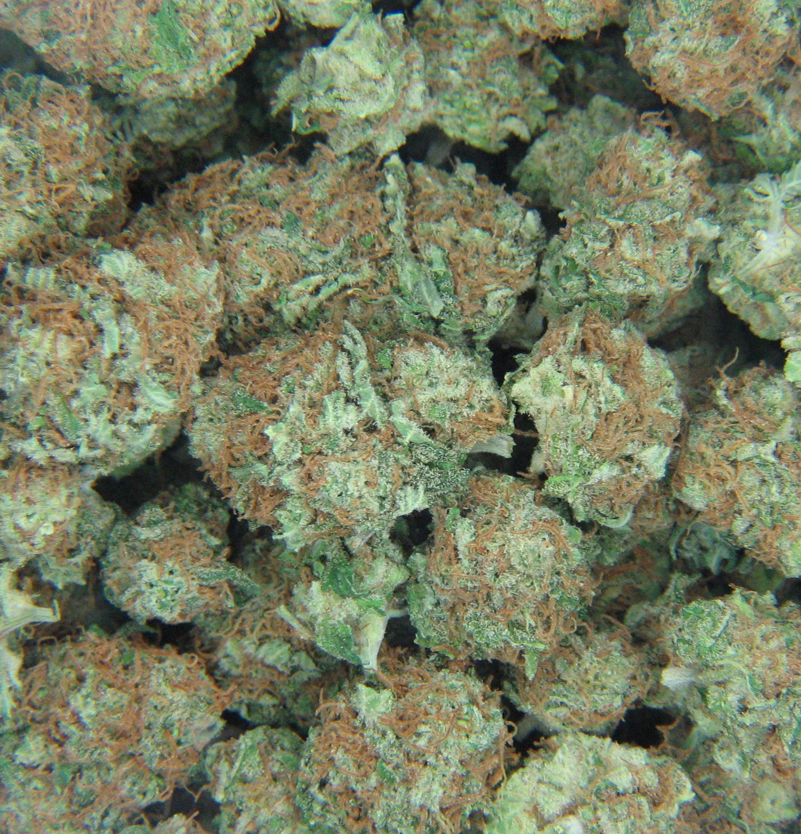 Marijuana Bud Wallpaper 3420 LUQ