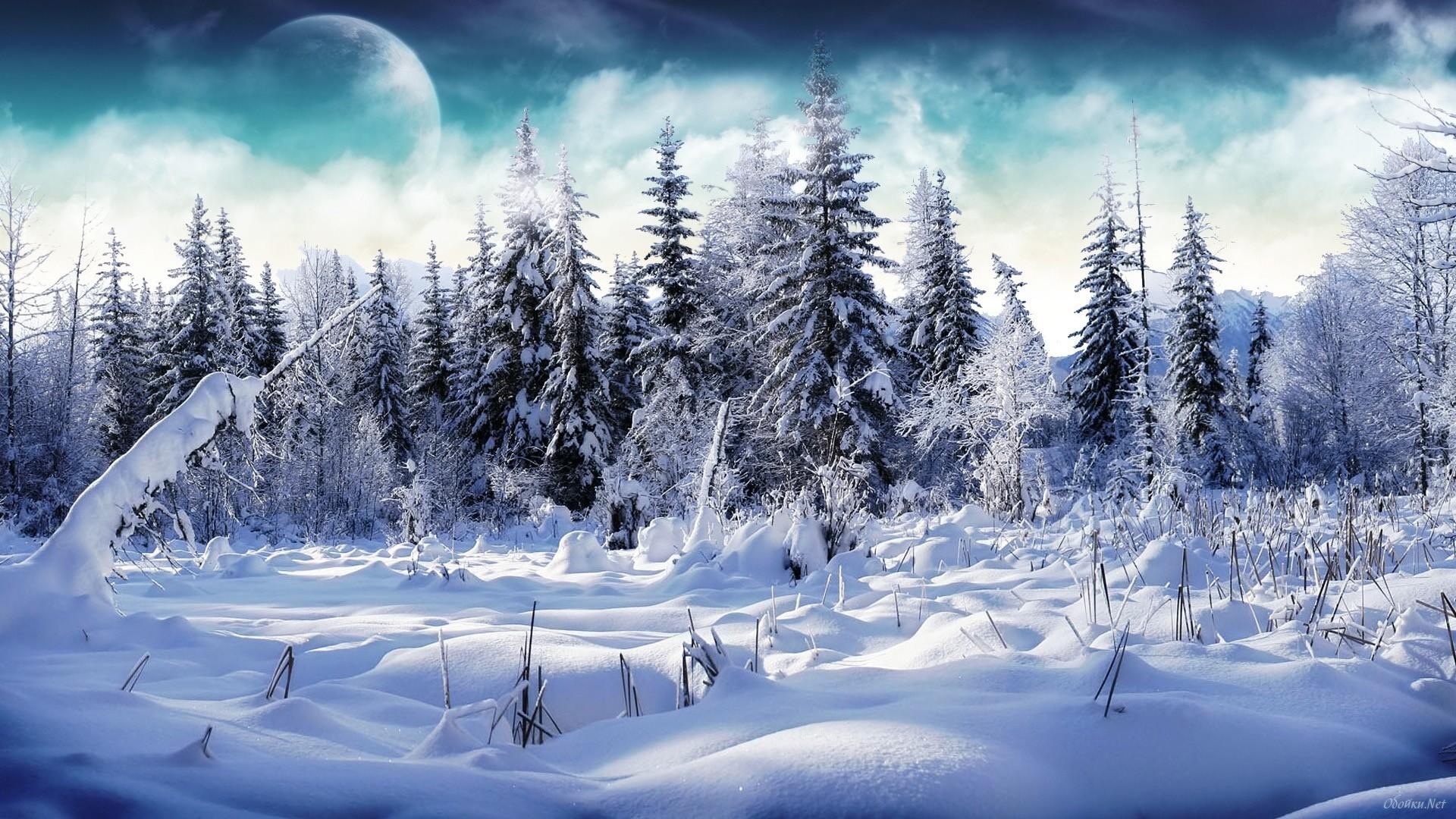 Winter Woods Wallpaper