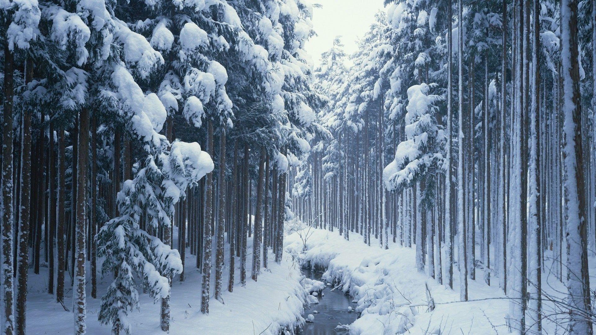 Stream In The Winter Woods Wallpaper. Snow forest, Forest