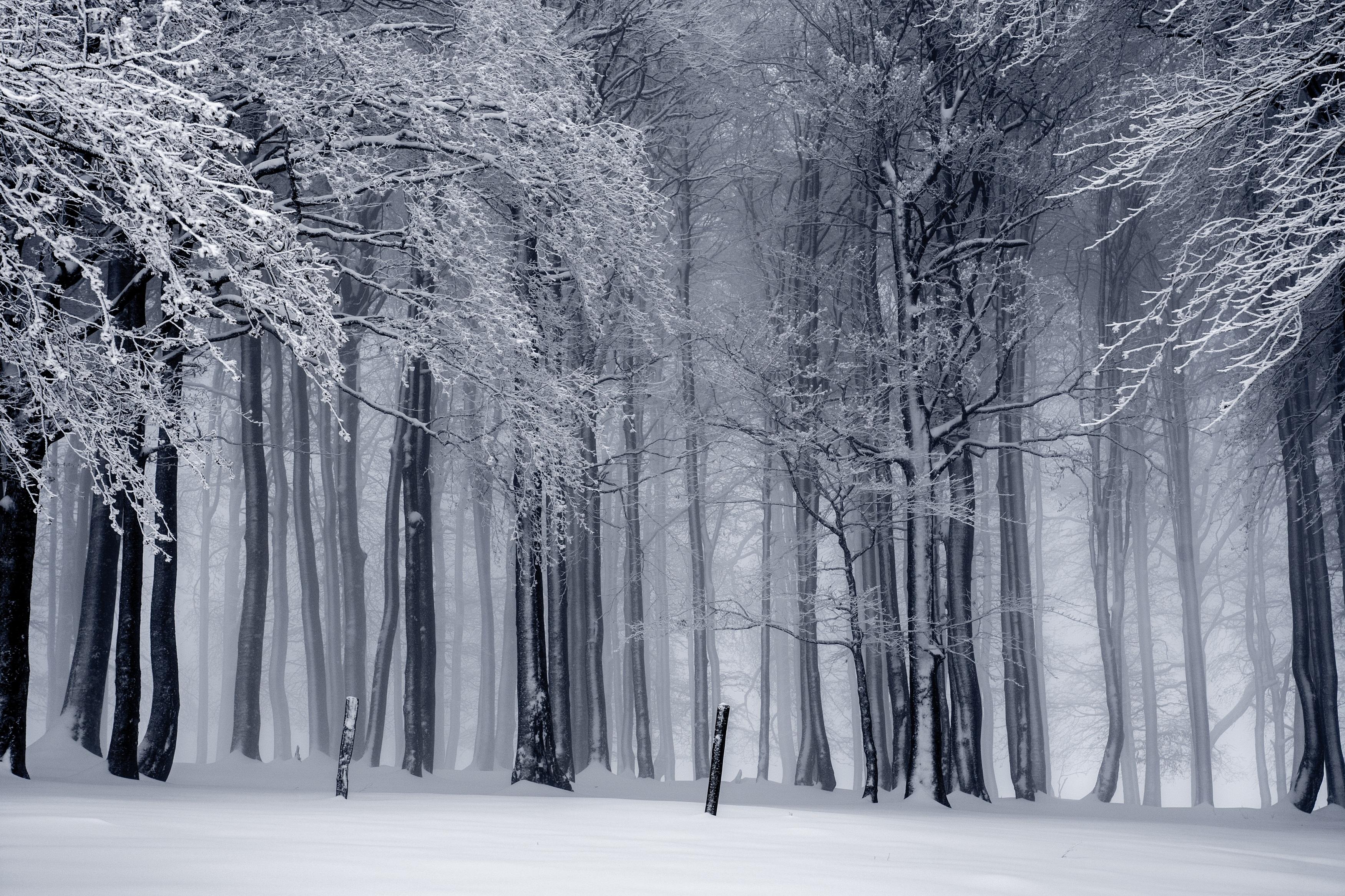 Black And White Cold Fog Image. Free Stock Image