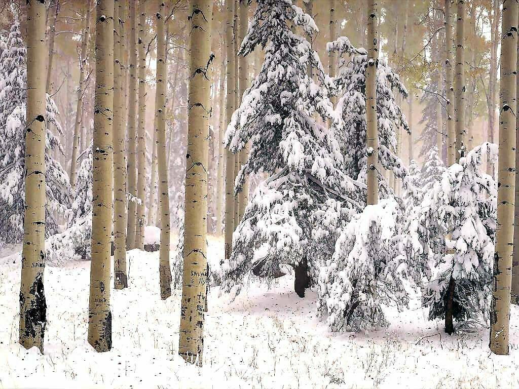 Free download Arizona Winter Woods Scenic Wallpaper Image