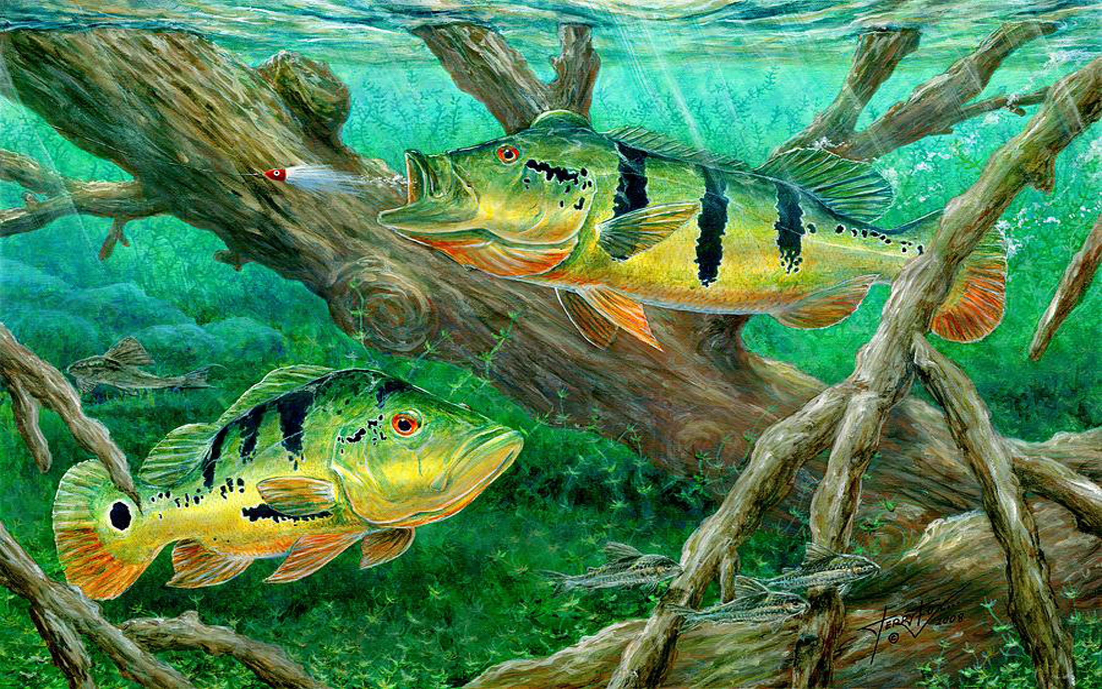 Bass Fish Wallpapers - Wallpaper Cave