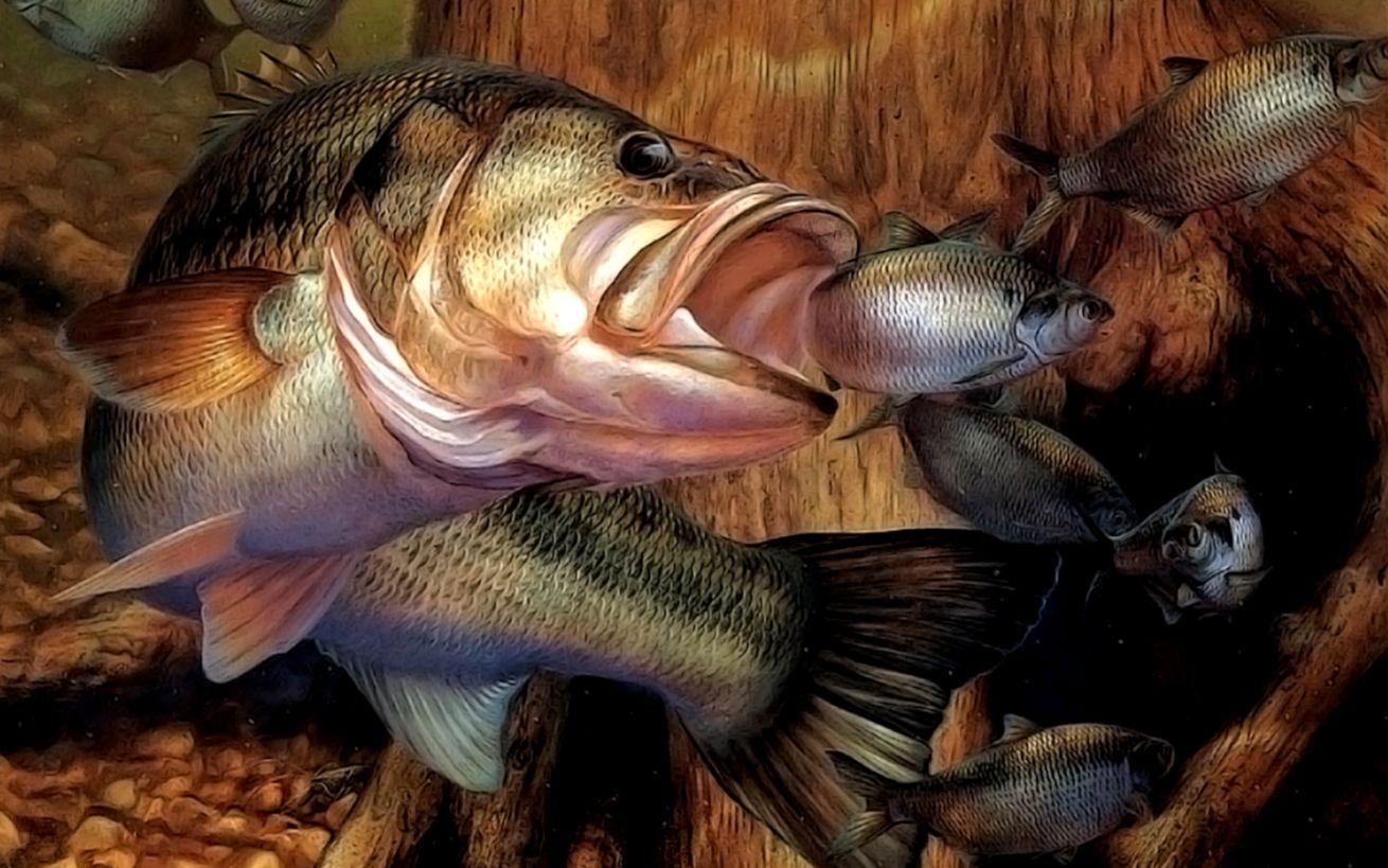 Download Bass Wallpaper Fish, HD Background Download
