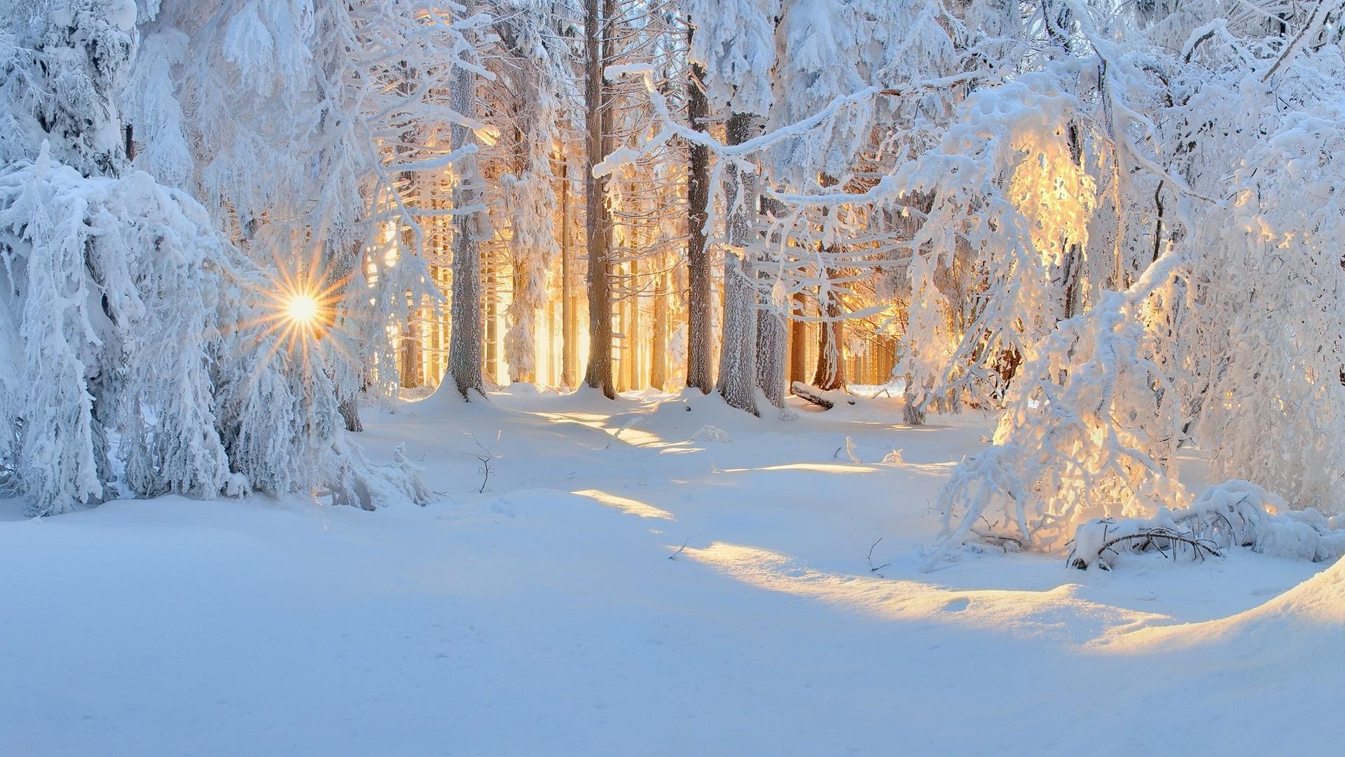 sunrise, Winter, Nature, Forest, Snow, Landscape, Trees, Sun Rays, White, Cold, Sunlight, Frost Wallpaper HD / Desktop and Mobile Background