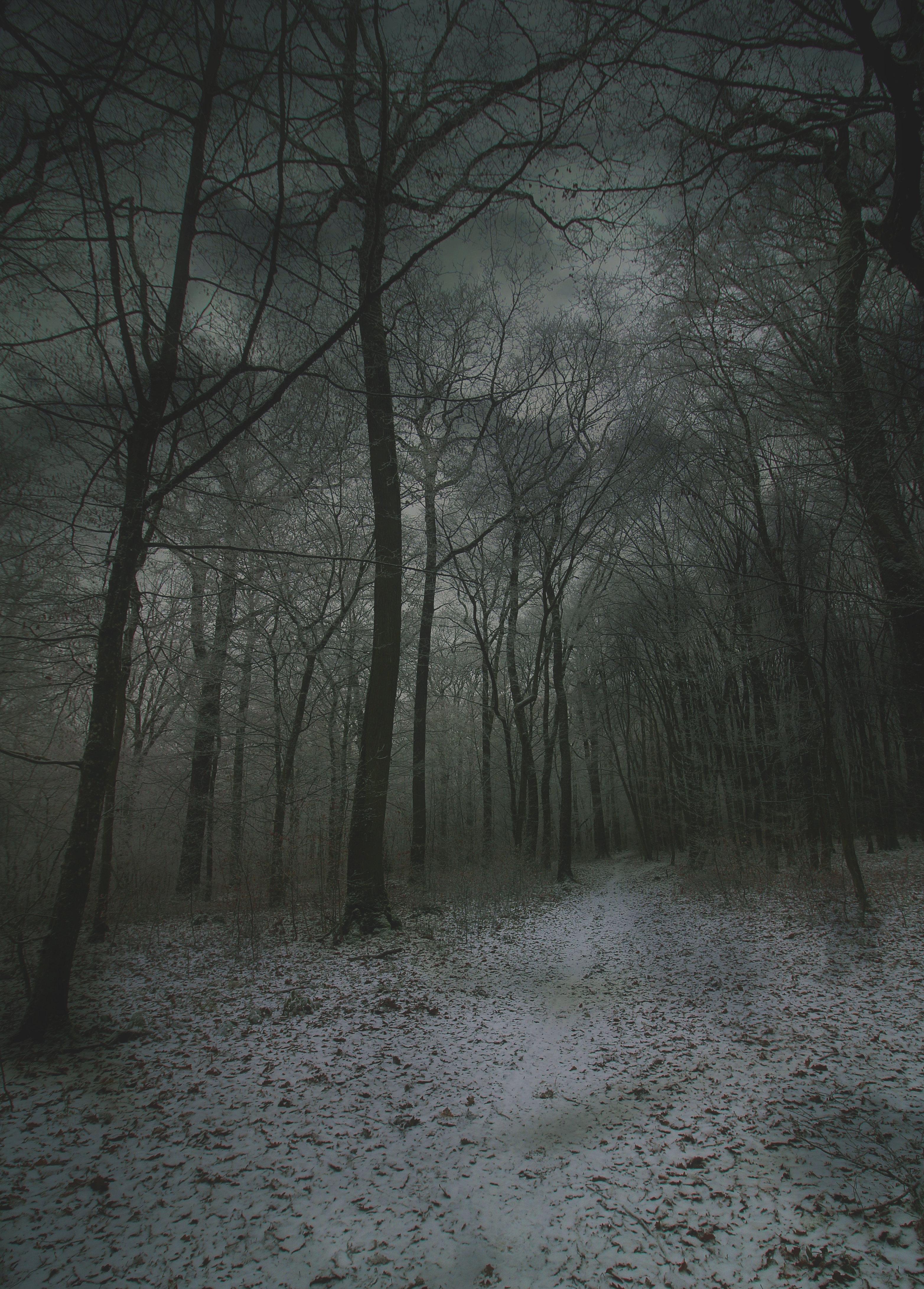 Download wallpaper 3129x4365 fog, forest, path, snow, autumn