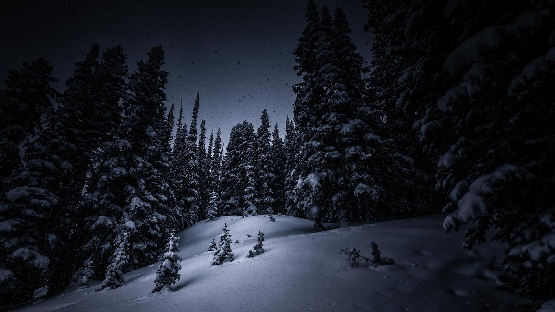 Download Wallpaper snow winter spruce night dark darkness, 1920x Snow in the woods