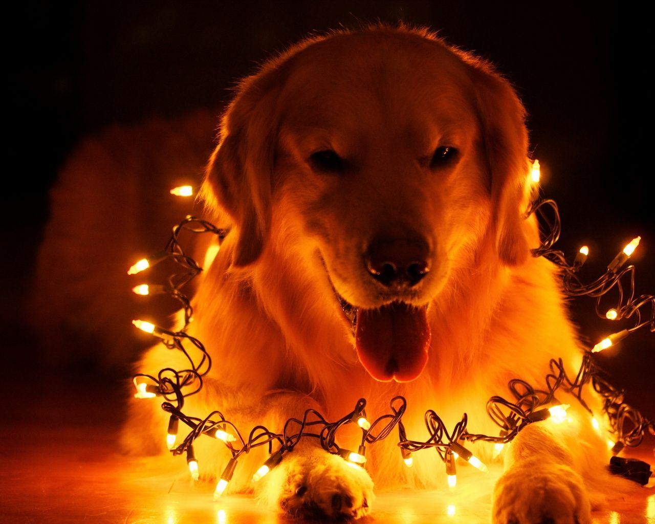 #AWWALERTS. Christmas dog, Christmas animals