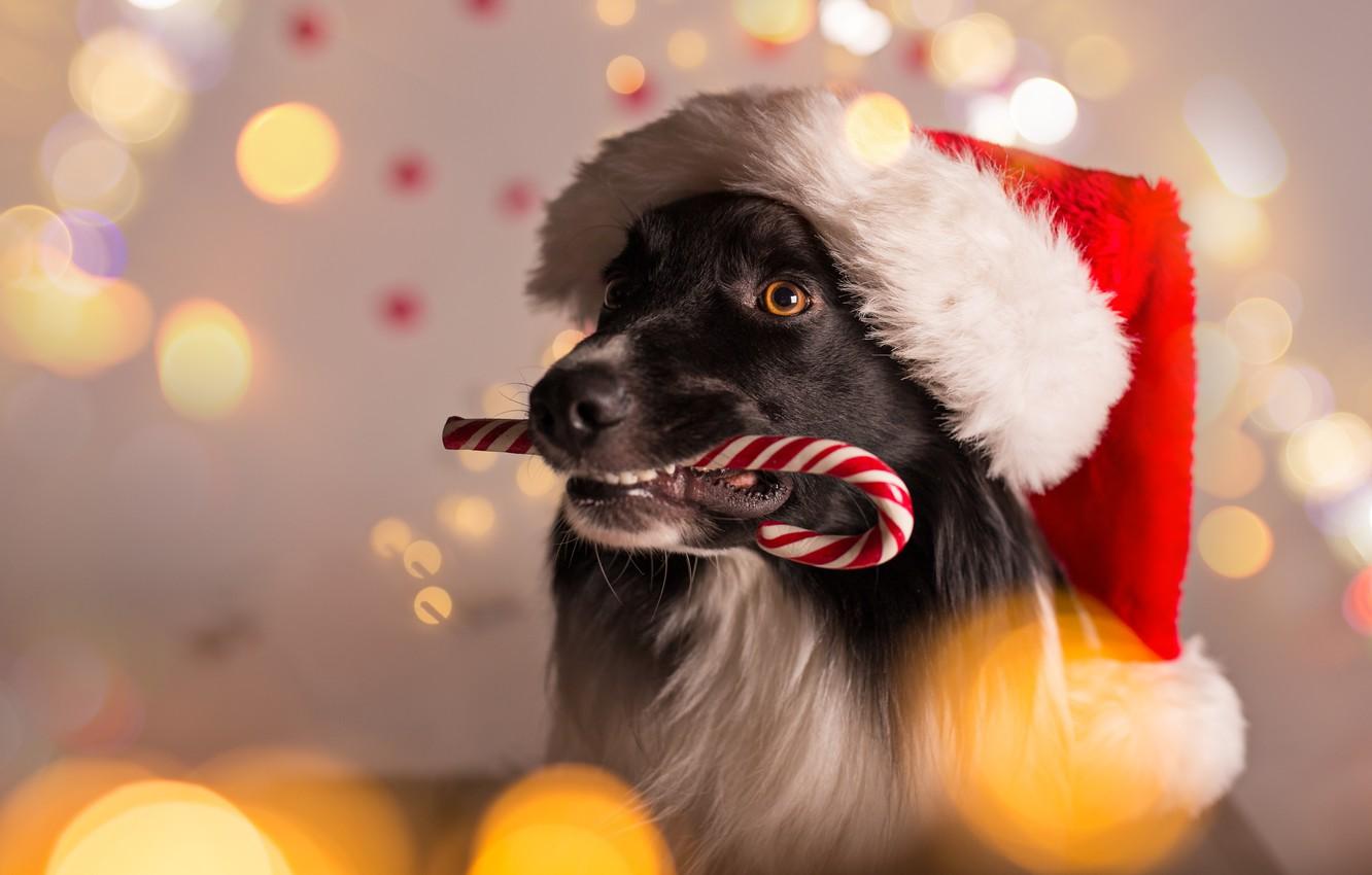 Wallpaper dog, New Year, Christmas, Christmas, dog, Merry Christmas, Xmas, funny, cute, decoration, santa hat, symbol - for desktop, section собаки