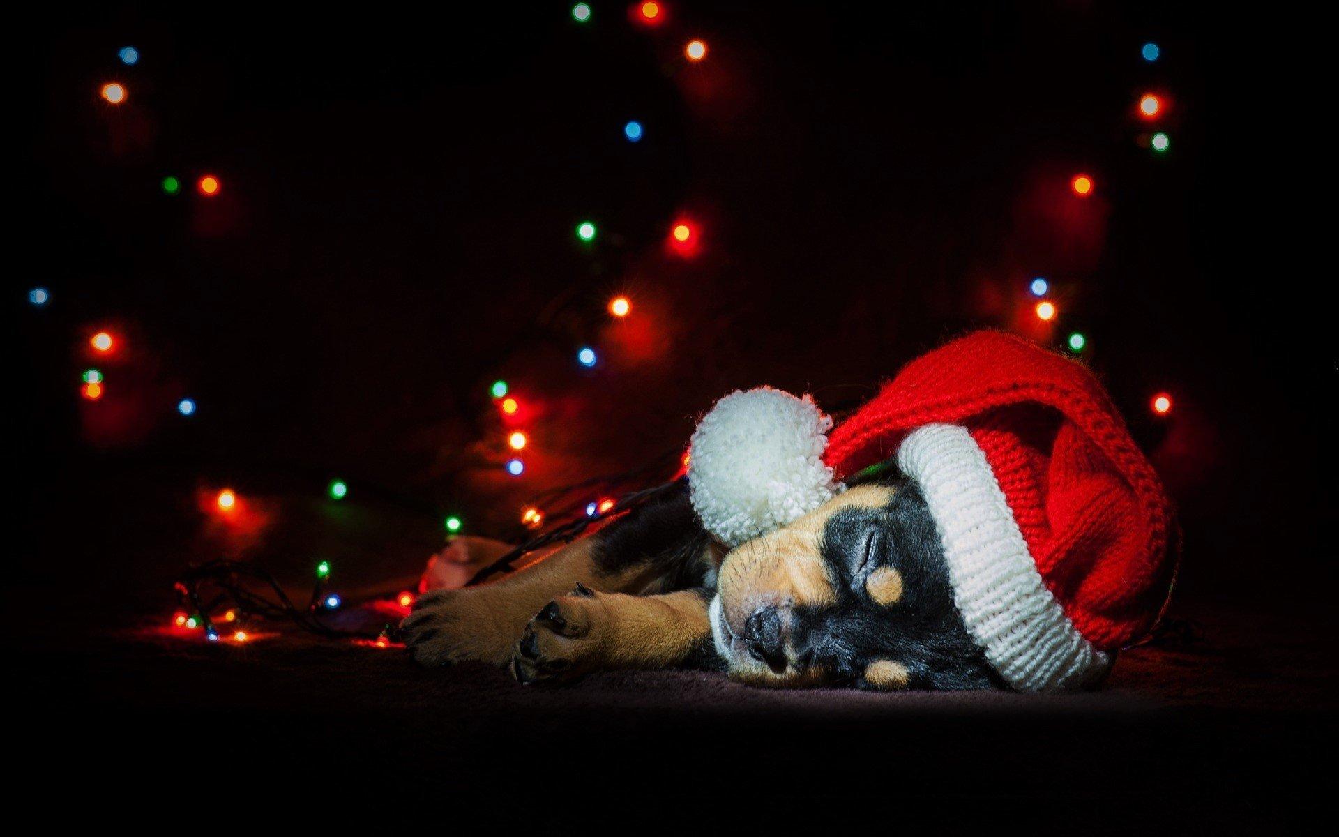 Cute Puppy Sleeping Under the Christmas Tree HD Wallpaper