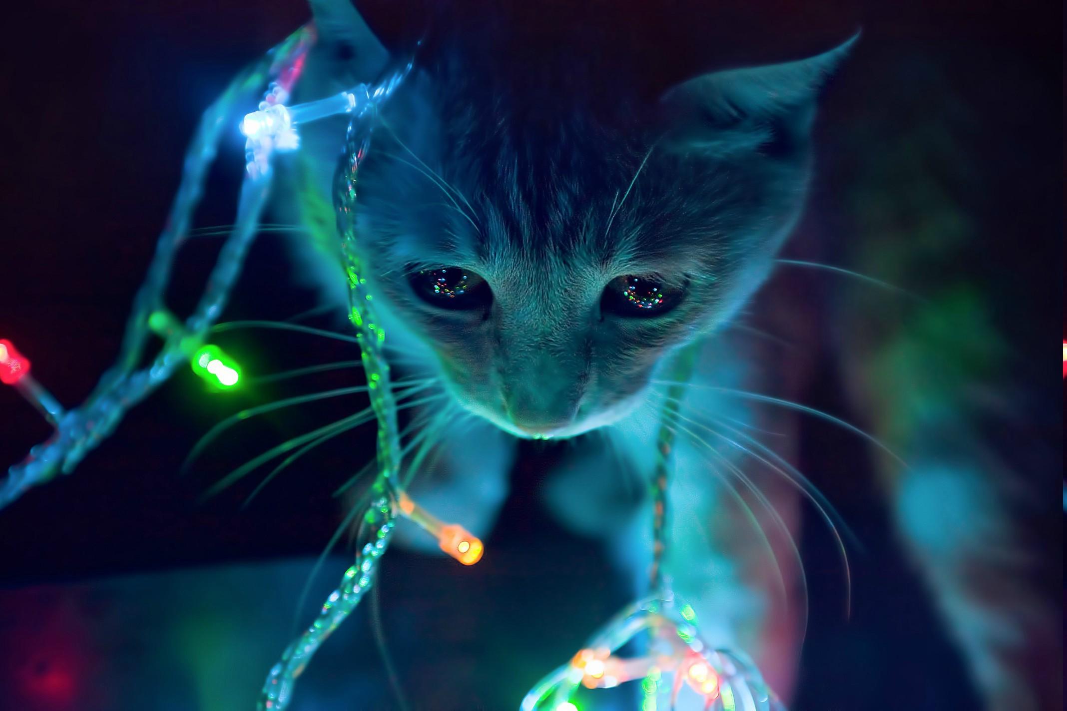animals, Cat, Christmas Lights Wallpaper HD / Desktop