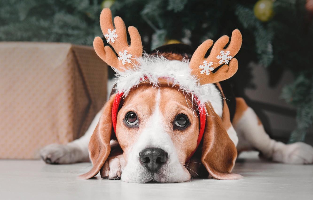 Wallpaper snowflakes, holiday, tree, Christmas, dog, horns