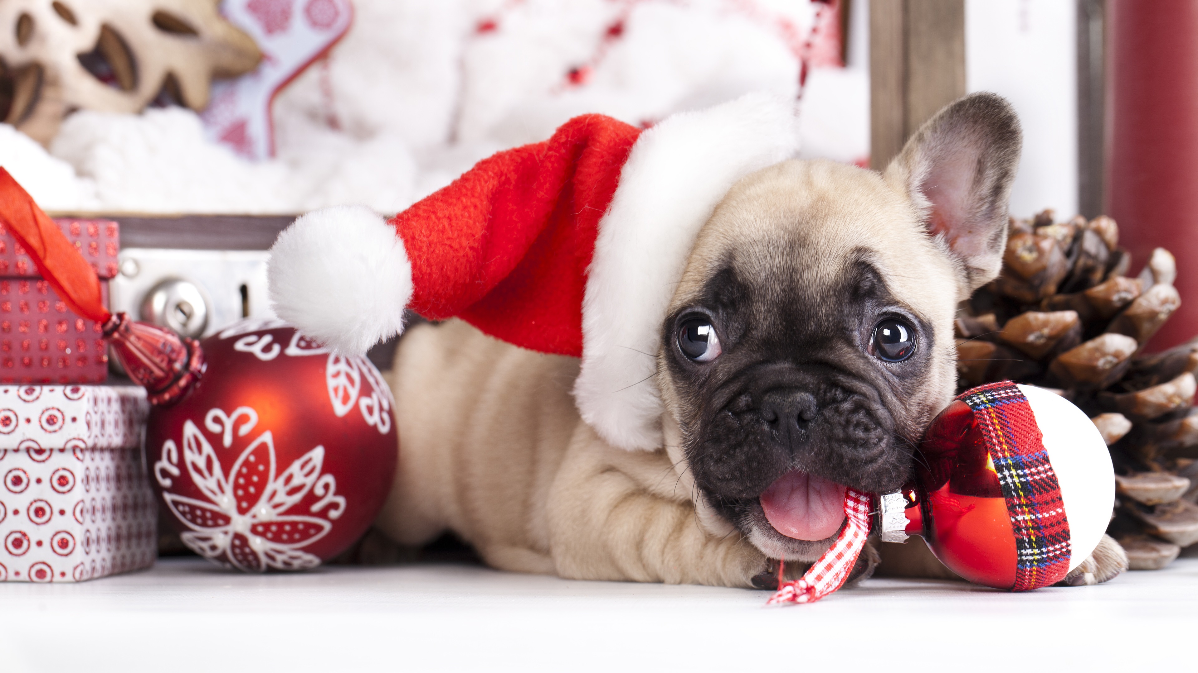 Wallpaper Christmas dog, hat, balls, French bulldog