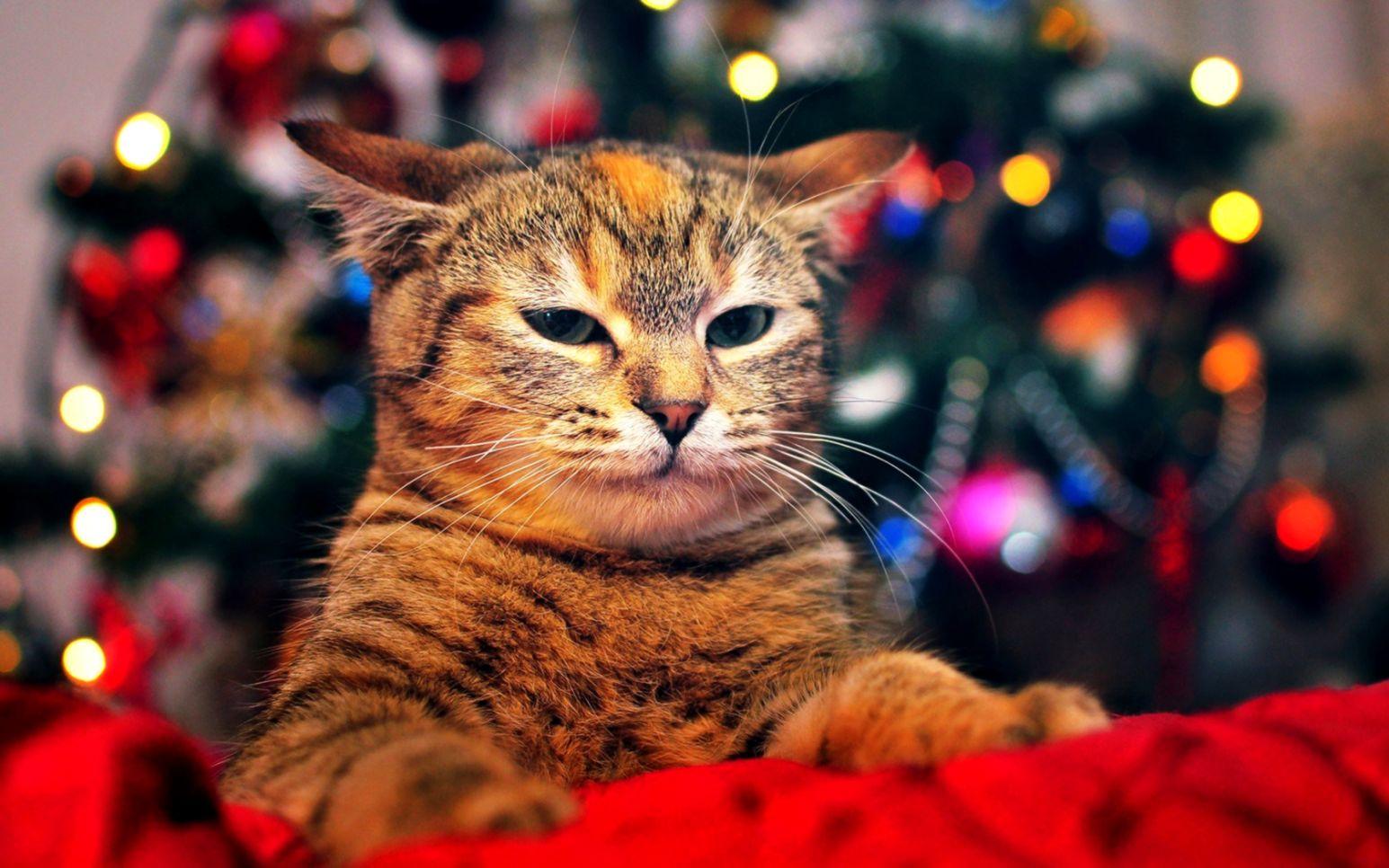 Cat Christmas Tree Lights HD Wallpaper