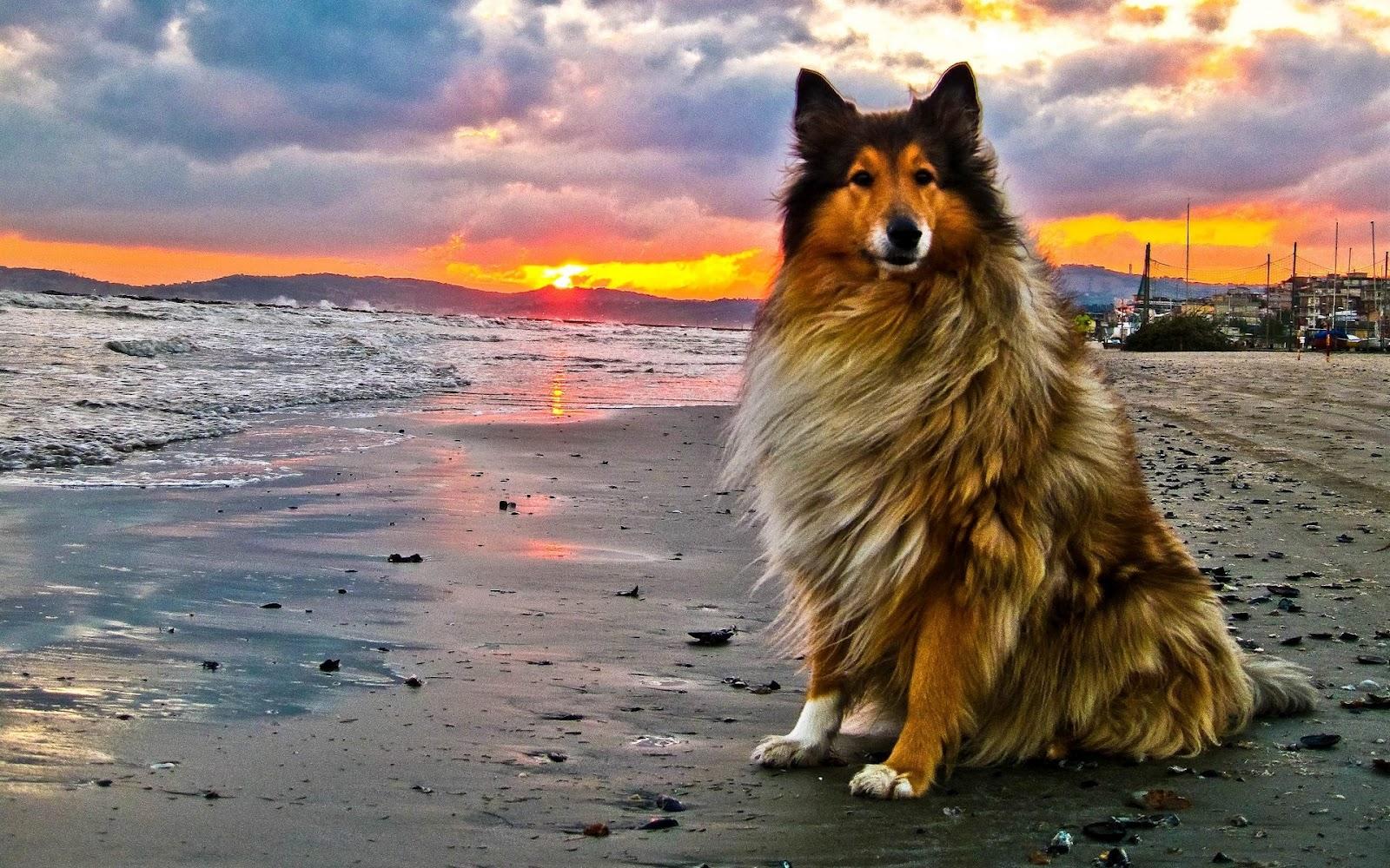 Rough Collie Wallpaper Cute and Docile