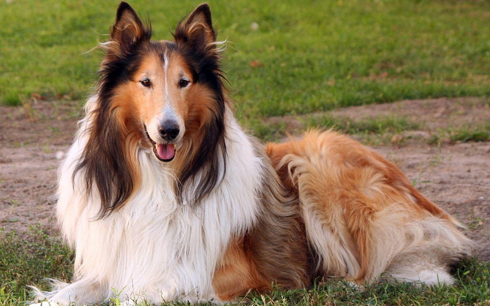 Collie wallpaper and image, picture, photo