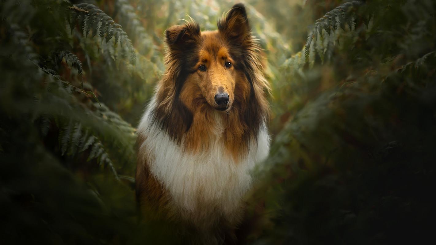 Stunning Collie Wallpaper image For Free Download.cat<