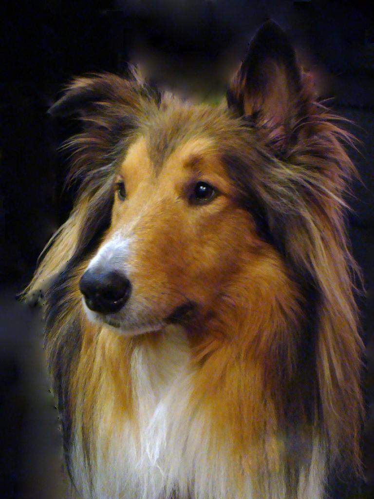 Collie Rough dog face photo and wallpaper. Beautiful Collie