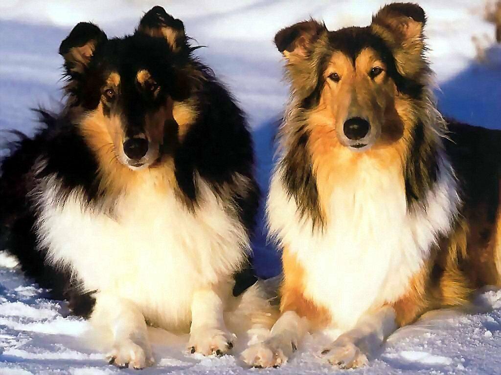 Collie Picture. Posts related to Twin Collie Dog Wallpaper