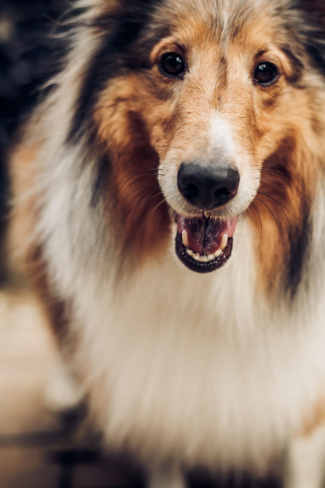 Collie Dog Picture. Download Free Image