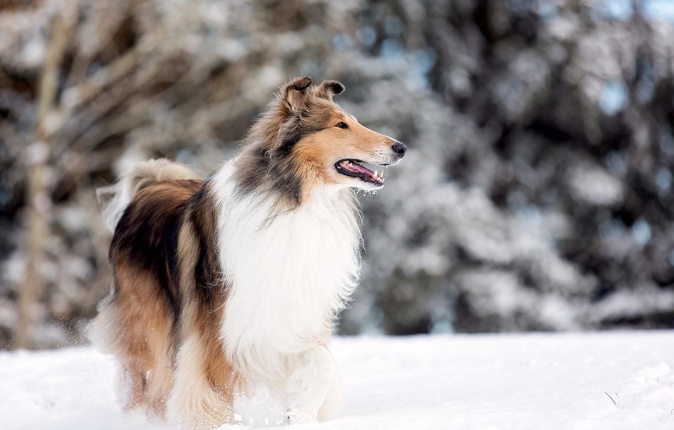 Wallpaper dog, snow, park lake, rough collie image